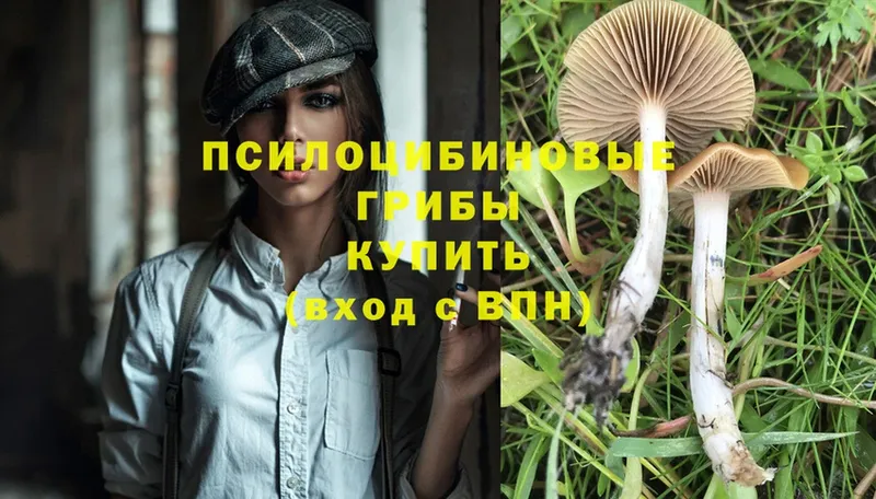 Псилоцибиновые грибы MAGIC MUSHROOMS  где найти   Дмитровск 